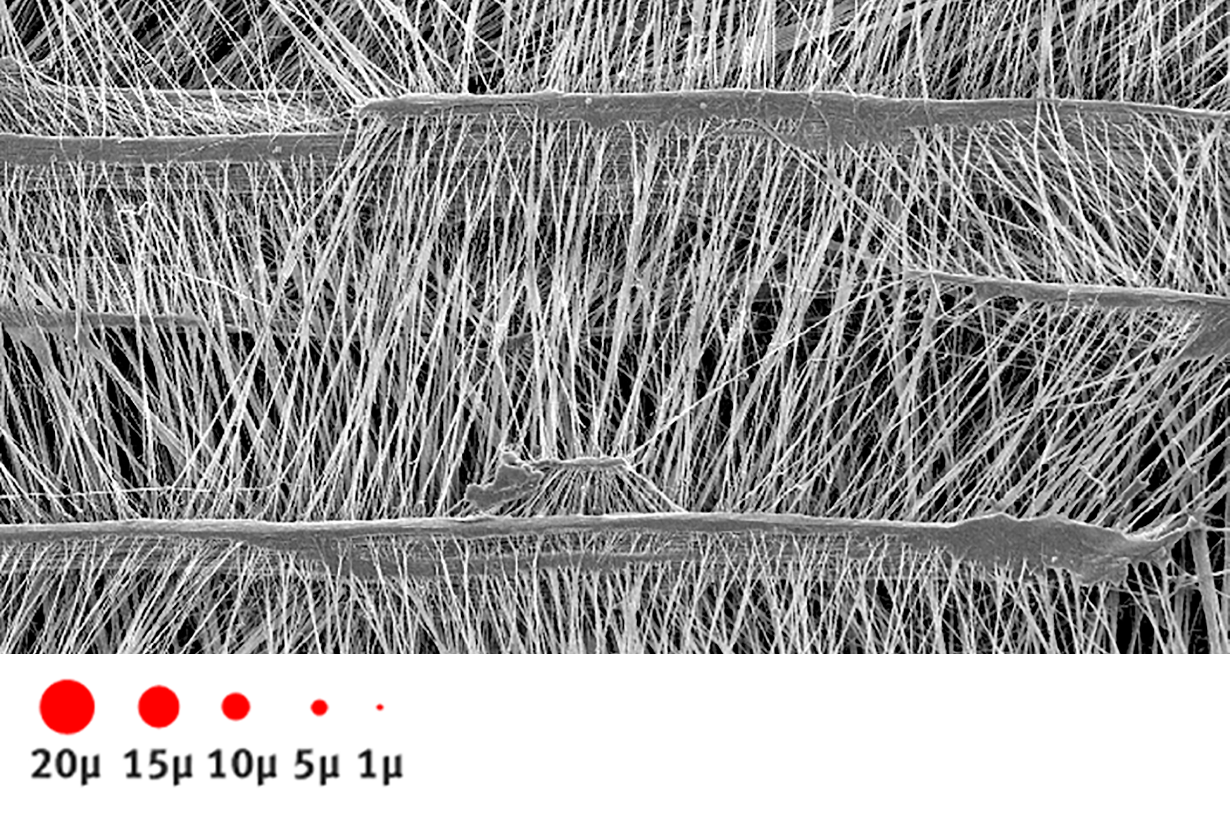 membrane