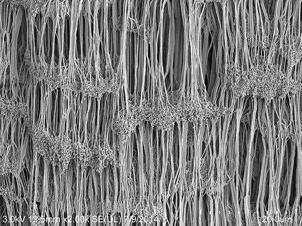 A microscopic view of the fibrils that improve the strength and sealing performance of GORE Joint Sealant.