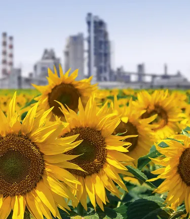 A field of sunflowers with a cement plant and clear sky in the background