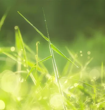 Morning light shines on grass. green nature on the garden. clean and fresh background.