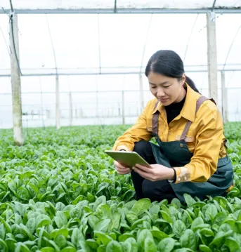 Farmer checking on growth of crops