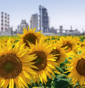 A field of sunflowers with a cement plant and clear sky in the background